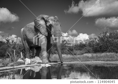African bush elephant in Kruger National park, South Africa 114904045