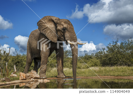 African bush elephant in Kruger National park, South Africa African bush elephant in Kruger National park, South Africa 114904049