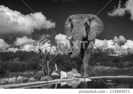 African bush elephant in Kruger National park, South Africa 114904051