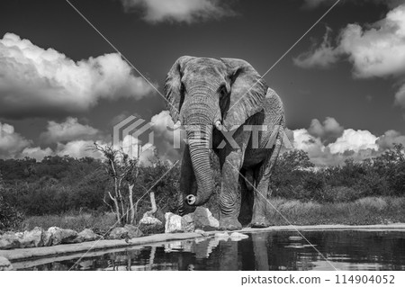 African bush elephant in Kruger National park, South Africa African bush elephant in Kruger National park, South Africa 114904052