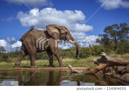 African bush elephant in Kruger National park, South Africa 114904058
