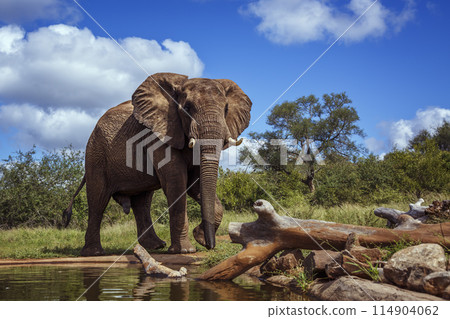 African bush elephant in Kruger National park, South Africa 114904062