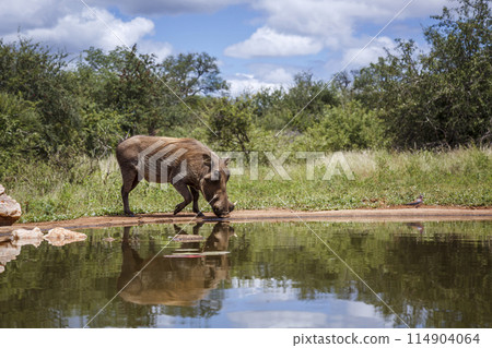 Common warthog in Kruger National park, South Africa Common warthog in Kruger National park, South Africa 114904064