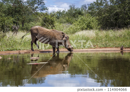 Common warthog in Kruger National park, South Africa Common warthog in Kruger National park, South Africa 114904066