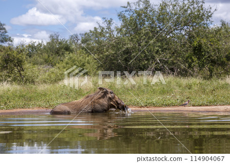 Common warthog in Kruger National park, South Africa 114904067
