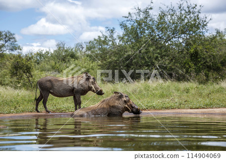 Common warthog in Kruger National park, South Africa 114904069