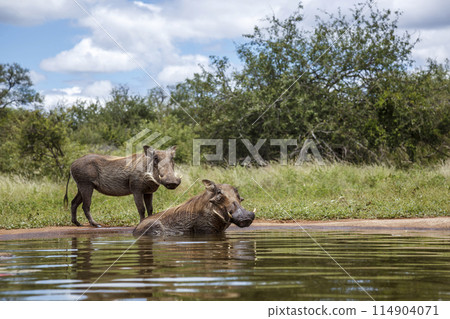 Common warthog in Kruger National park, South Africa Common warthog in Kruger National park, South Africa 114904071