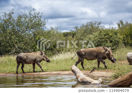 Common warthog in Kruger National park, South Africa 114904079
