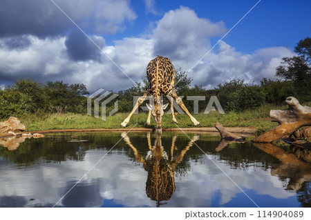 Giraffe in Kruger National park, South Africa 114904089