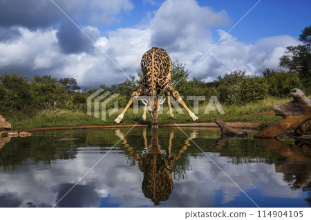 Giraffe in Kruger National park, South Africa 114904105