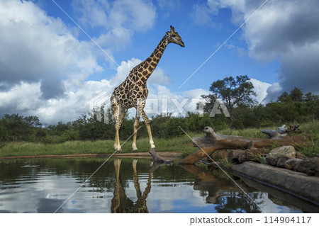 Giraffe in Kruger National park, South Africa 114904117
