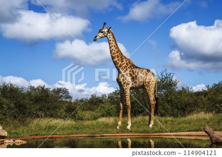 Giraffe in Kruger National park, South Africa Giraffe in Kruger National park, South Africa 114904121
