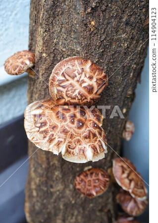 Shiitake mushrooms, mushrooms, log-grown 114904123
