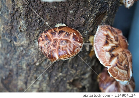 香菇原木栽培 香菇原木栽培 114904124