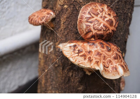 Shiitake mushrooms, mushrooms, log-grown Shiitake mushrooms, mushrooms, log-grown 114904128