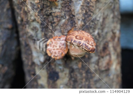 Shiitake mushrooms, mushrooms, log-grown 114904129