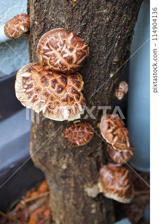 Shiitake mushrooms, mushrooms, log-grown 114904136