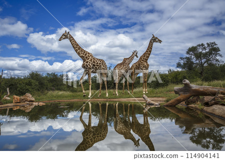 Giraffe in Kruger National park, South Africa Giraffe in Kruger National park, South Africa 114904141