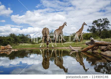 Giraffe in Kruger National park, South Africa Giraffe in Kruger National park, South Africa 114904146
