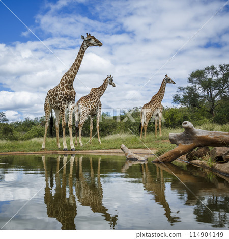 Giraffe in Kruger National park, South Africa 114904149