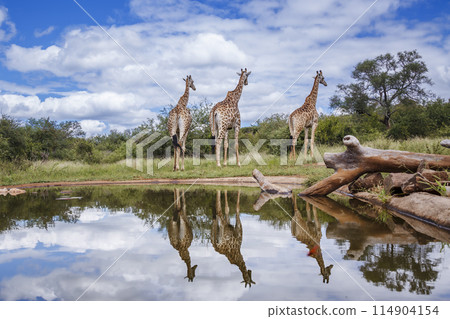 Giraffe in Kruger National park, South Africa 114904154