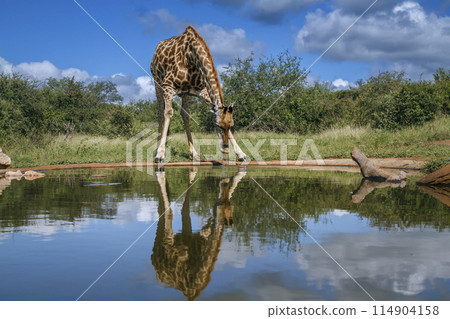Giraffe in Kruger National park, South Africa Giraffe in Kruger National park, South Africa 114904158