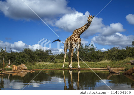 Giraffe in Kruger National park, South Africa Giraffe in Kruger National park, South Africa 114904169