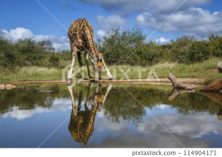 Giraffe in Kruger National park, South Africa Giraffe in Kruger National park, South Africa 114904171
