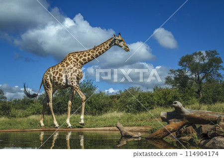 Giraffe in Kruger National park, South Africa 114904174