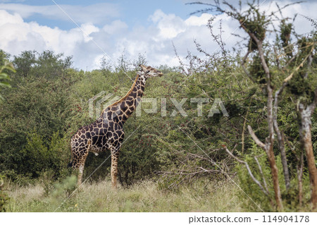 Giraffe in Kruger National park, South Africa 114904178