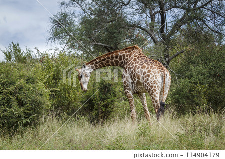 Giraffe in Kruger National park, South Africa 114904179