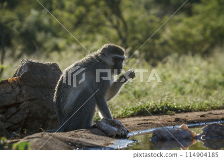 Vervet monkey in Kruger National park, South Africa Vervet monkey in Kruger National park, South Africa 114904185