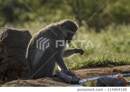 Vervet monkey in Kruger National park, South Africa 114904186