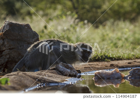 Vervet monkey in Kruger National park, South Africa Vervet monkey in Kruger National park, South Africa 114904187