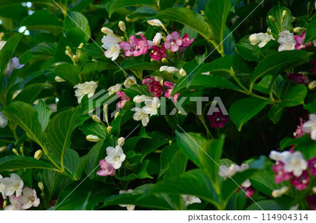 日本箱根（箱根Soragi） 114904314