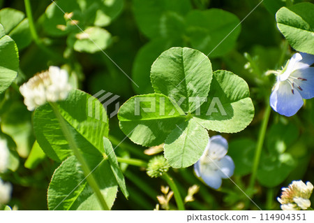 白三葉草與四葉三葉草 114904351