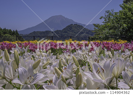 Colorful lily fields and Mt. Daisen Colorful lily fields and Mt. Daisen 114904362