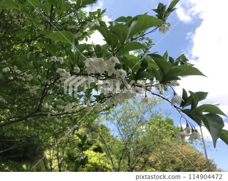 藍天下的Egonoki 114904472