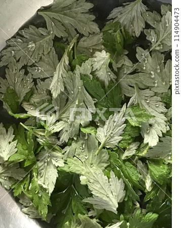 Mugwort soaked in water 114904473