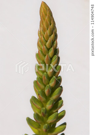 蘆薈賞花栽培 蘆薈賞花栽培 114904748