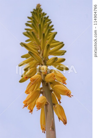 Aloe vera flower appreciation cultivation 114904766