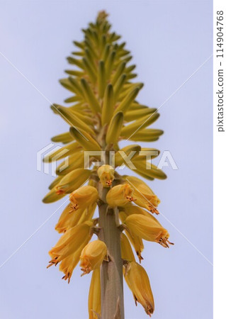 蘆薈賞花栽培 蘆薈賞花栽培 114904768