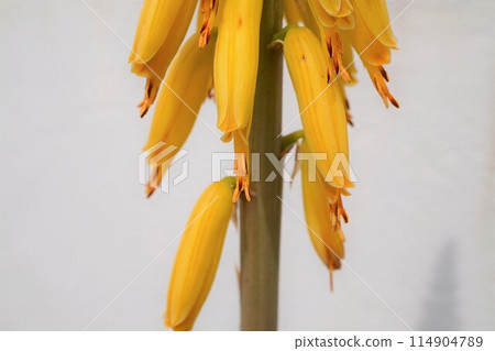 Aloe vera flower appreciation cultivation Aloe vera flower appreciation cultivation 114904789