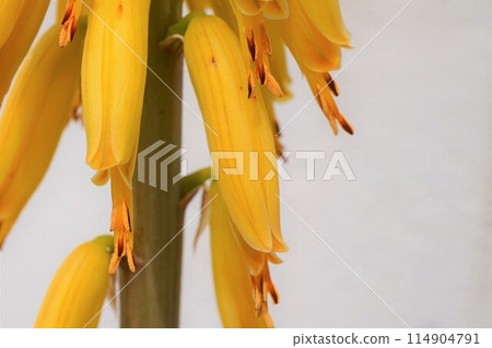 Aloe vera flower appreciation cultivation 114904791
