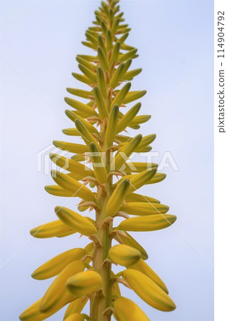Aloe vera flower appreciation cultivation 114904792