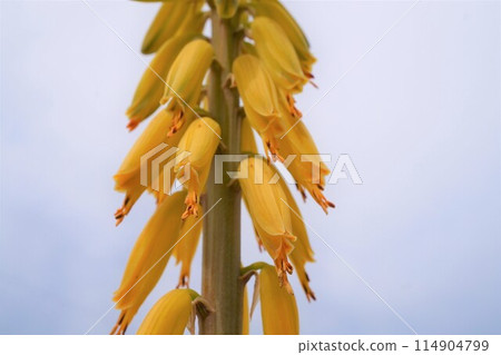 Aloe vera flower appreciation cultivation 114904799