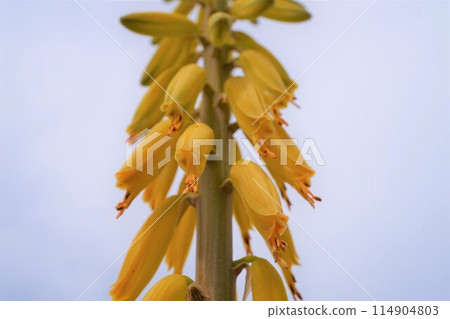 Aloe vera flower appreciation cultivation 114904803