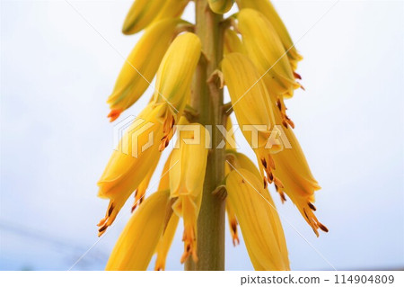 Aloe vera flower appreciation cultivation 114904809