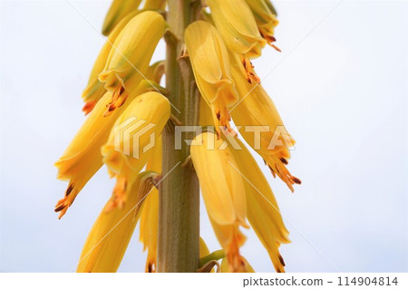 Aloe vera flower appreciation cultivation 114904814
