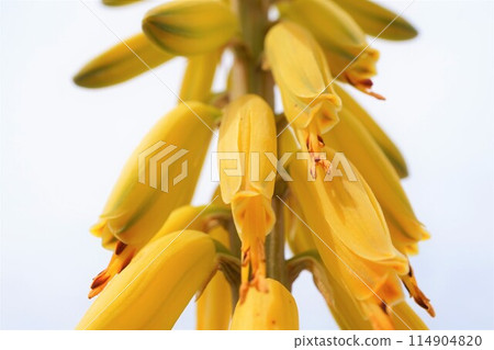 蘆薈賞花栽培 蘆薈賞花栽培 114904820